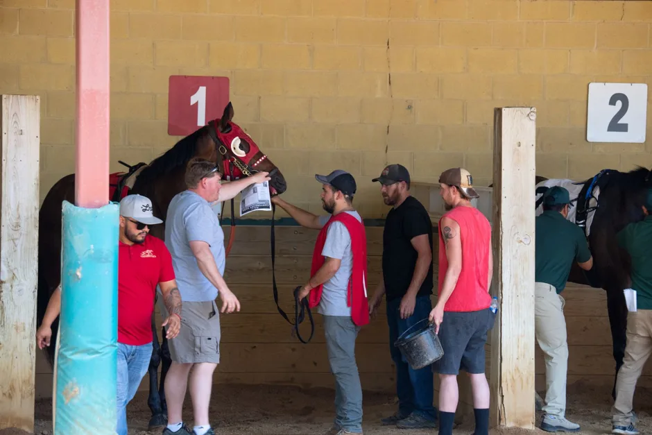 Proform Sport RL : les repères pour situer un cheval